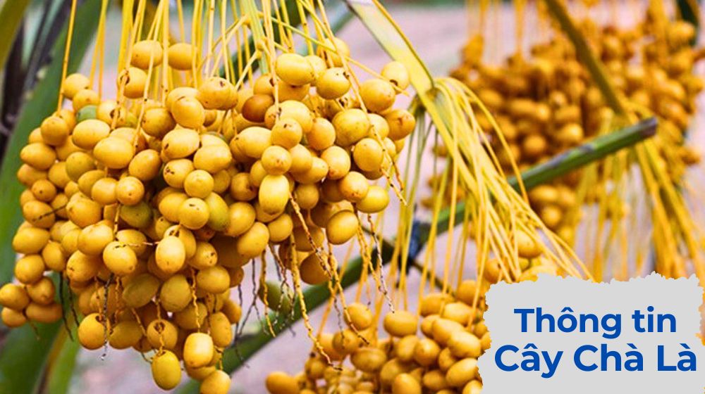 Thông Tin Về Cây Chà Là (Phoenix Dactylifera)